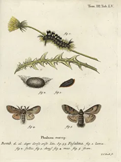 Esper Collection: Dark tussock, Dicallomera fascelina