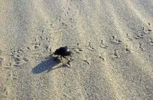 Crosses Prints: Darkling Beetle - crosses tracks of other similar beetles