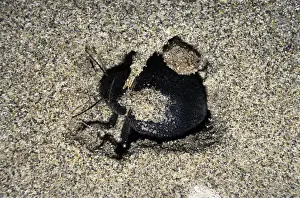 Darkling Beetle - emerges from day shelter where