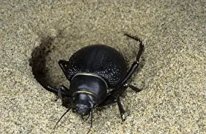 Emerging Prints: Darkling Beetle - emerges from day shelter in