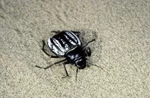 Beetles Gallery: Darkling Beetle - in the evening