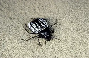 Deserts Prints: Darkling Beetle - in the evening