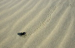 Deserts Prints: Darkling Beetle - runs for a cover after feeding at dawn
