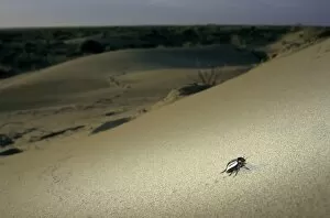 Foraging Gallery: Darkling Beetle - runs around a sand dune in search