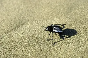 Deserts Prints: Darkling Beetle - runs in sand dunes of Karakum