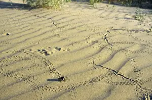 Deserts Prints: Darkling Beetle - along with various prints left