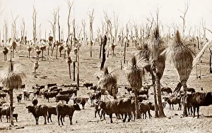 Darling Prints: Darling Downs, Perth, Western Australia
