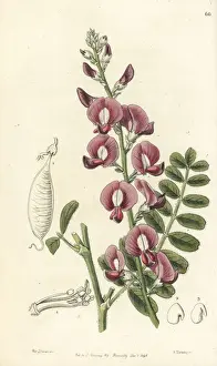 Darling pea, Swainsona greyana