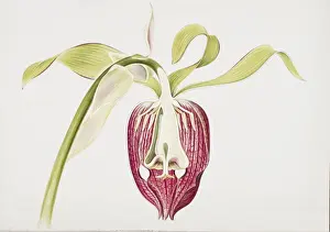 North American Prints: Darlingtonia californica, California pitcherplant
