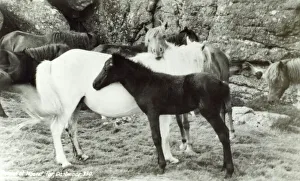 Ponies Gallery: Dartmoor Ponies