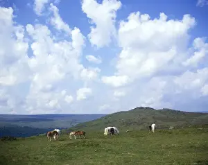 Dartmoor ponies at Sharp Tor, Devon
