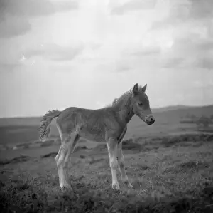 Foal Prints: Dartmoor pony, Devon