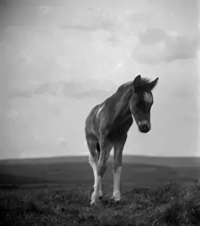 Dartmoor pony, Devon