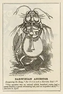 Darwin Prints: Darwin / Ancestor Cartoon