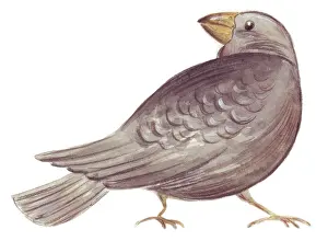 Darwin finch