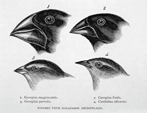 Finch Collection: Darwin / Finch / Galapagos