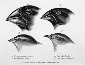 Images Dated 2nd October 2007: Darwin / Finch / Galapagos