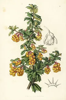 Darwin Gallery: Darwins barberry, Berberis darwinii