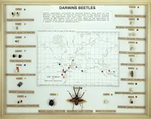 Darwins beetles