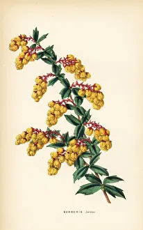 Shrubbery Gallery: Darwins berberry, Berberis darwinii