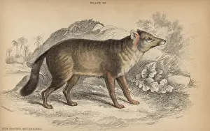 Jardine Prints: Darwins fox, Lycalopex fulvipes Critically endangered