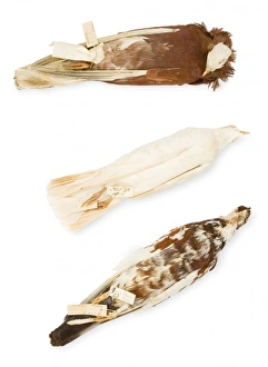 Darwin Gallery: Darwins Pigeons