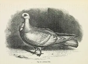 Darwin Prints: Darwins Pigeons, African Owl