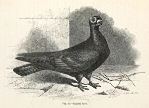 Darwins Pigeons, English Barb Darwins Pigeons, English Barb