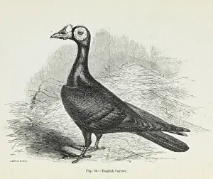 Darwins Pigeons, English Carrier