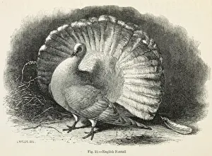Darwin Prints: Darwins Pigeons, English Fantail