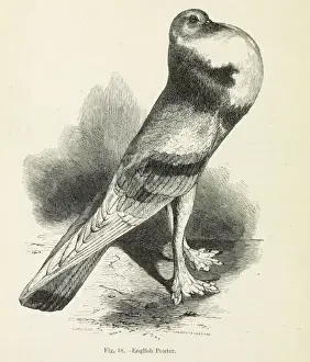 Darwins Pigeons, English Pouter