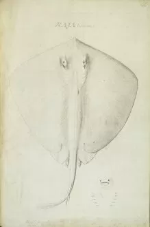 Elasmobranchii Collection: Dasyatis pastinaca, common stingray