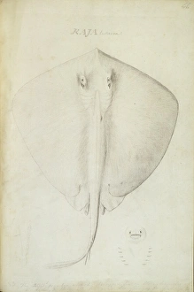 Elasmobranch Collection: Dasyatis pastinaca, common stingray