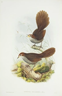 Elizabeth Gould Gallery: Dasyornis broadbenti, rufous bristlebird