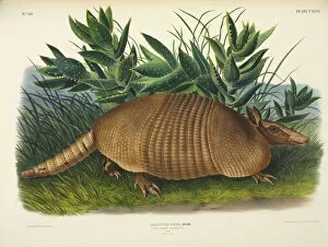 Dasypodidae Gallery: Dasypus novemcinctus, Nine-banded armadillo