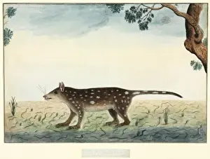 Felid Prints: Dasyurus maculatus, spotted quoll