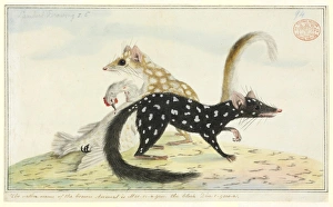 Dasyurus viverrinus, eastern native cat or quoll