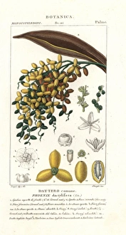 Jussieu Gallery: Date palm, fruit, Phoenix dactylifera