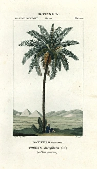 Date palm, Phoenix dactylifera Date palm, Phoenix dactylifera