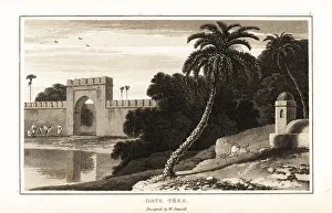 Zoography Prints: The date palm, Phoenix dactylifera, in Arabia