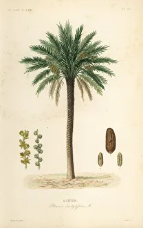 Steel Gallery: Date palm tree, Phoenix dactylifera