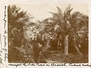 Basra Prints: Date Palms, Basra, Iraq