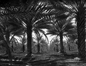 Date palms. Coachella Valley, California