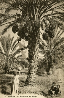 Images Dated 7th December 2015: Date picking, Biskra