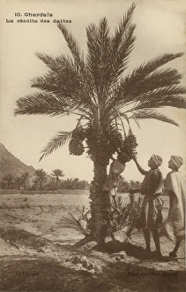 Images Dated 7th December 2015: Date picking, Ghardaia