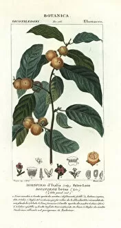Plum Collection: Date plum, Diospyros lotus