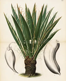 Stroobant Collection: Datil yucca or banana yucca, Yucca baccata
