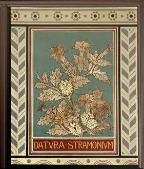 Datura stramonium, jimsonweed