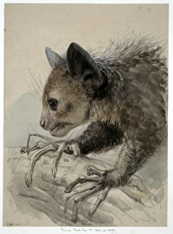 Madagascan Collection: Daubentonia madagascariensis, aye-aye