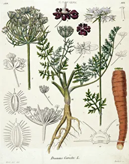 Apiaceae Gallery: Daucus carota, carrot